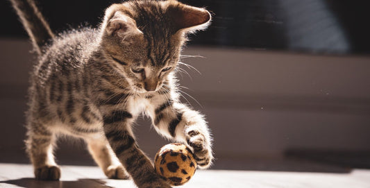 Kattenkwaad uithalen met leuk kattenspeelgoed!