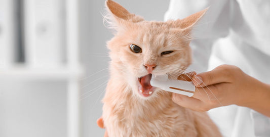 Gebitsproblemen bij de kat