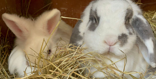 gebitsproblemen bij konijnen en cavia's