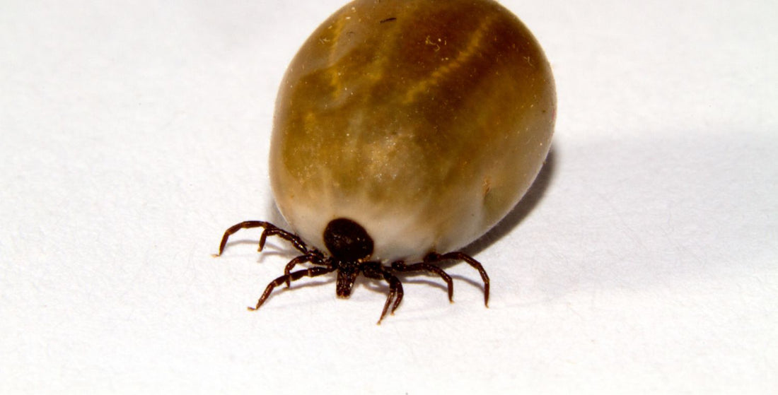 Help! Mijn huisdier heeft een teek!