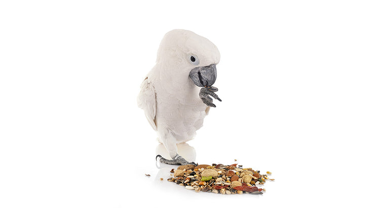 snacks voor siervogels