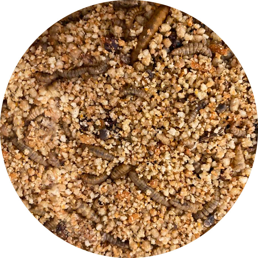 Roodborstjes, Merel & Winterkoning mix