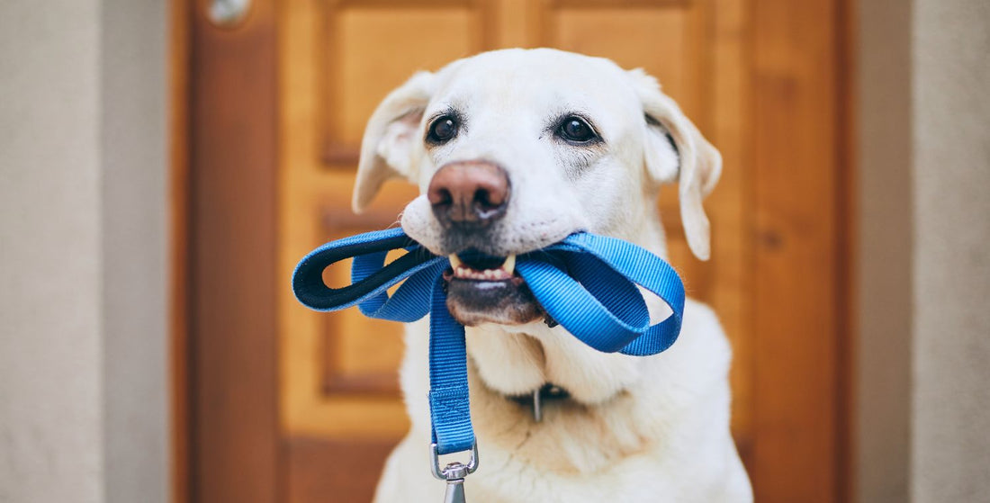Wandelen met je hond: tuig of halsband?
