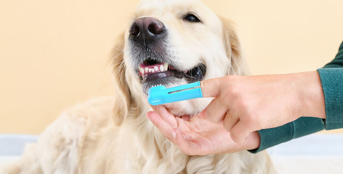 Gebitsverzorging voor de hond