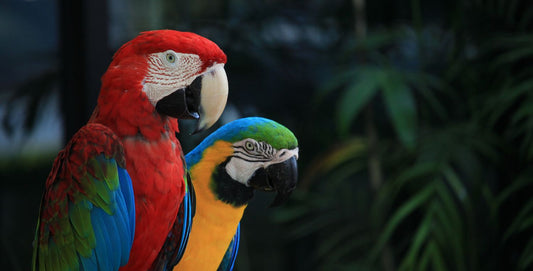 Chop top voor de vogel