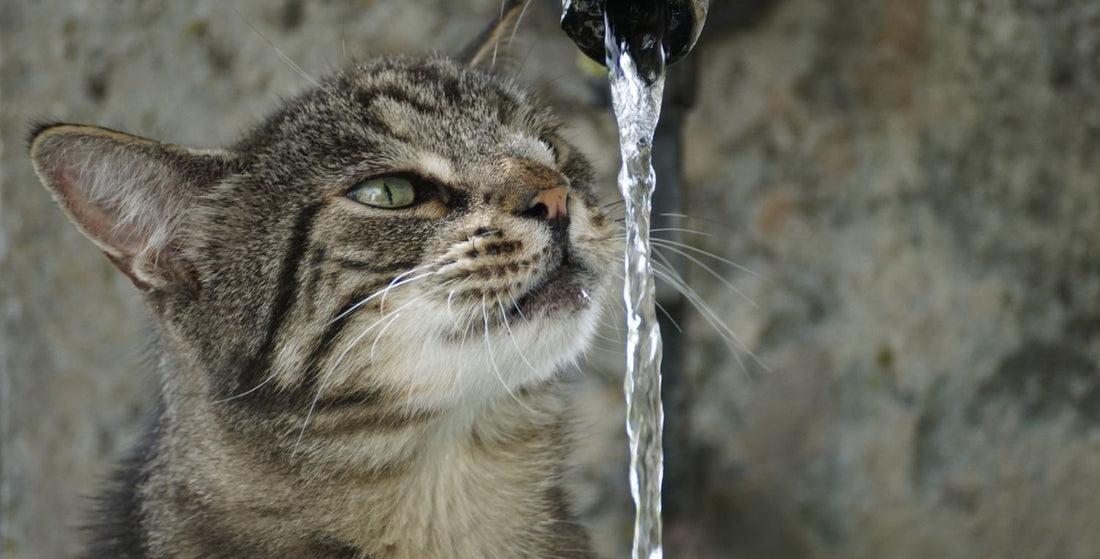 Waterspektakel voor je kat