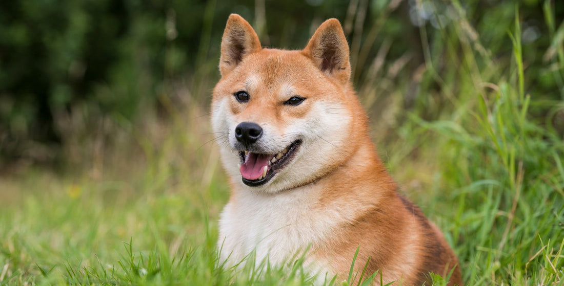 Hennepzaadolie voor de hond