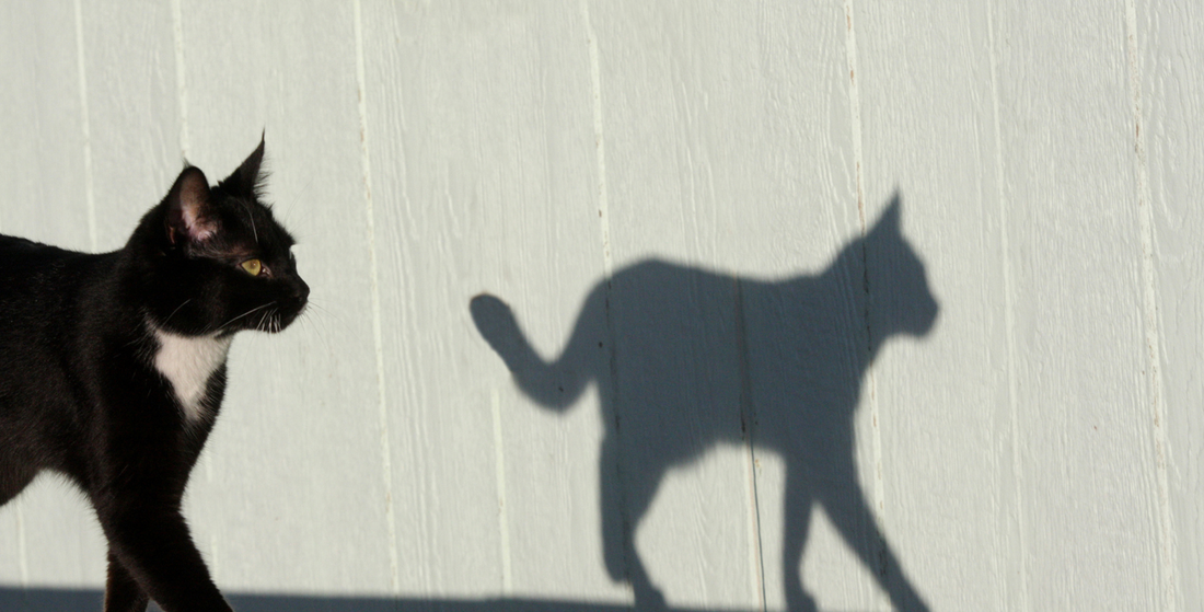 Staarttaal: kan een kat praten met zijn staart?