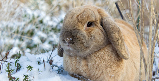 konijn in de sneeuw