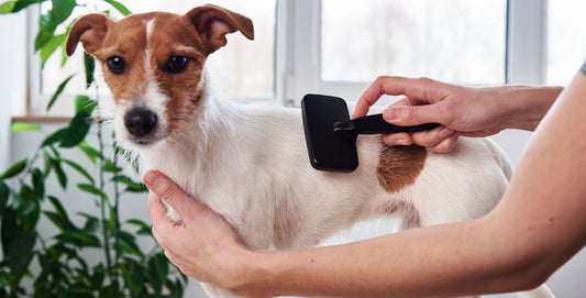 Vachtverzorging bij je hond