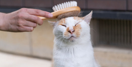 Vachtverzorging van de kat