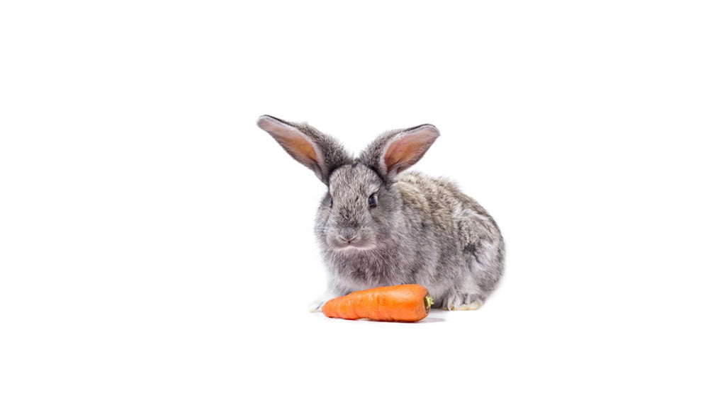 Snacks voor konijnen en knaagdieren Diertotaal Utopia