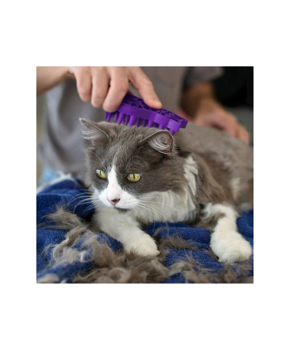 Kong Zoom Groom