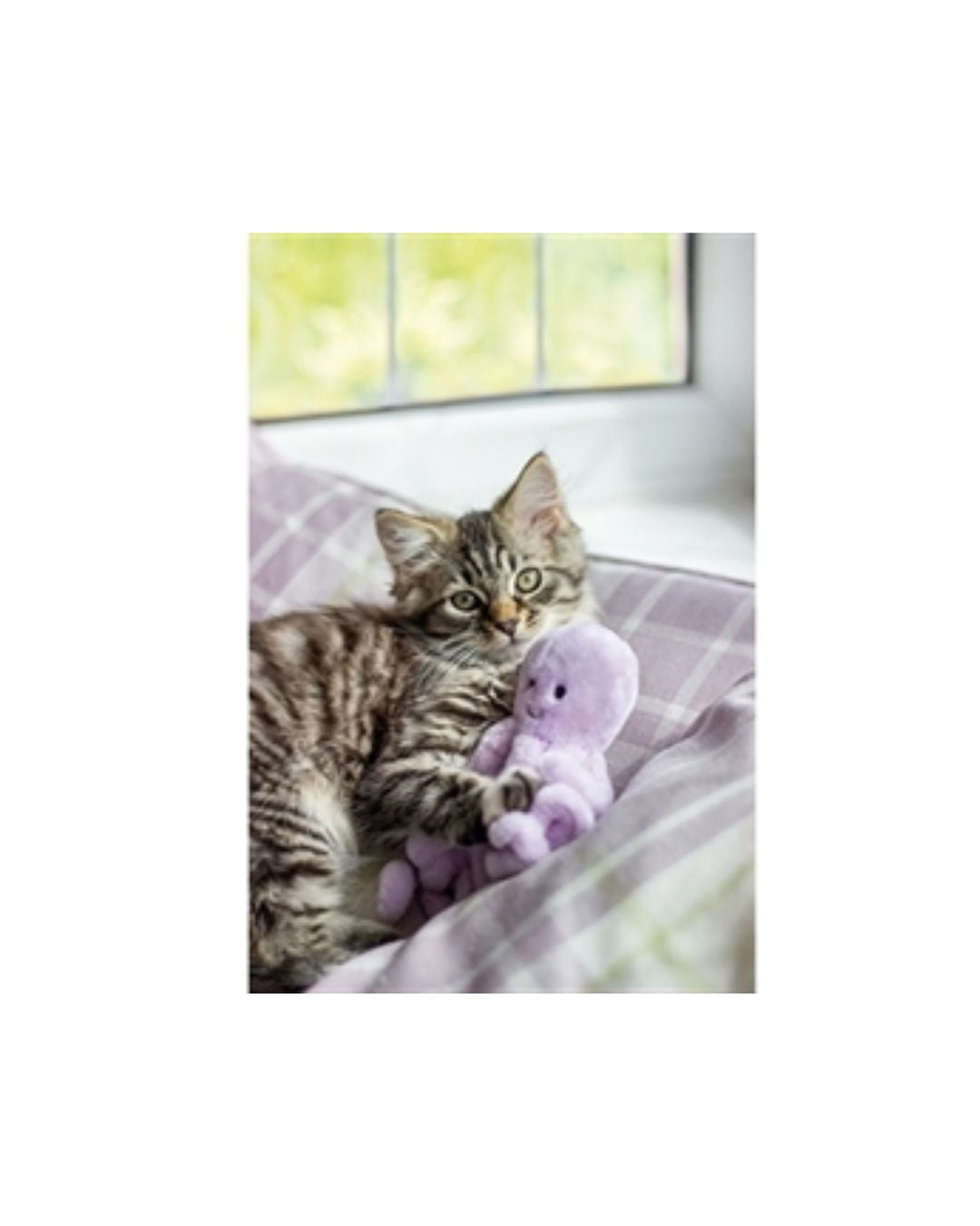 Jolly Moggy Octopus