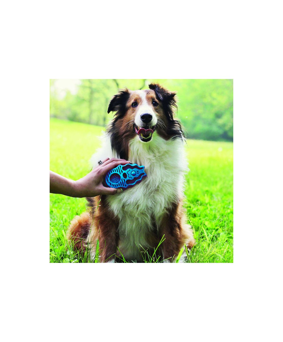 Kong Zoom Groom